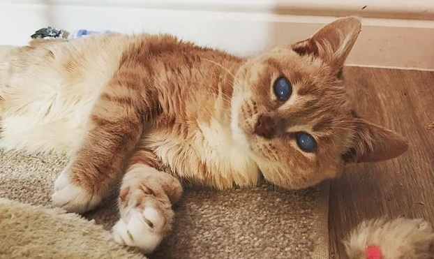 天生异瞳被原主人认为不祥,4周大小奶猫被抛弃 天生异瞳被原主人认为不祥,4周大小奶猫被抛弃