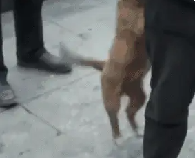 硬汉在街边抹眼泪:“有人要收养狗狗吗,它们很听话,不咬人!” 硬汉在街边抹眼泪:“有人要收养狗狗吗,它们很听话,不咬人!”