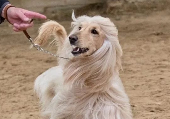 阿富汗猎犬凶吗 气质孤傲而威严 阿富汗猎犬凶吗 气质孤傲而威严