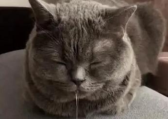 猫嘴一直在空嚼吧唧嘴流口水 猫嘴一直在空嚼吧唧嘴流口水