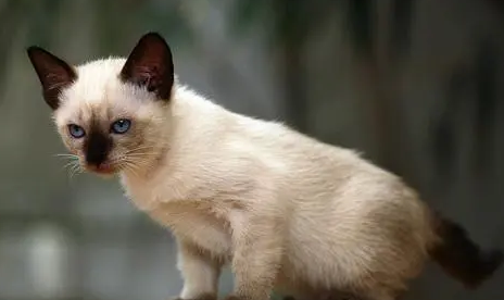伯曼猫纯种贵吗 伯曼猫纯种贵吗
