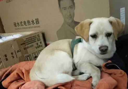 流浪狗在小区冻得瑟瑟发抖,女孩暖心陪伴左右,路人的话叫人心寒 流浪狗在小区冻得瑟瑟发抖,女孩暖心陪伴左右,路人的话叫人心寒