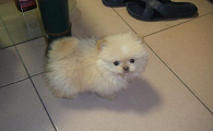绣球犬多少钱一只