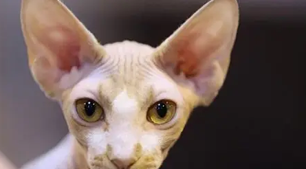 斯芬克斯无毛猫虽然长相清奇，但却是娱乐圈最炙手可热的“宠儿”