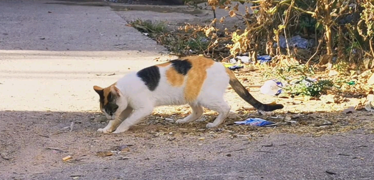 驱赶野猫拉屎拉尿最有效方法 驱赶野猫拉屎拉尿最有效方法