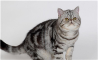 外来种短毛猫的特点