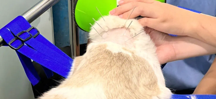 猫做一次pcr多少钱