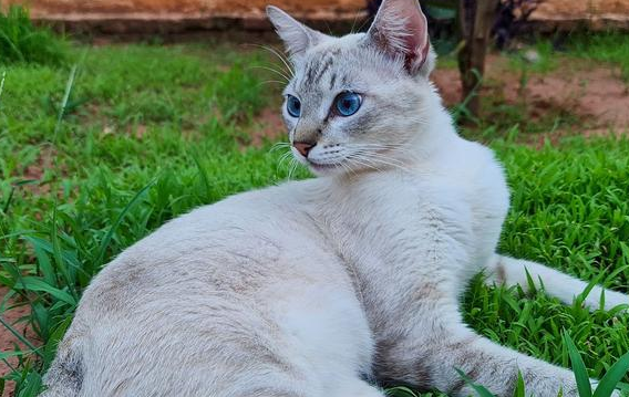 波米拉猫是英短渐层猫吗