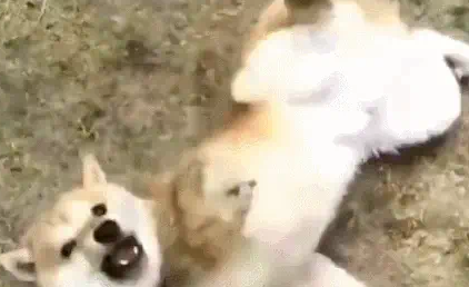 狗狗刚洗完澡就地上不停翻滚,主人被气的要杀狗吃肉! 狗狗刚洗完澡就地上不停翻滚,主人被气的要杀狗吃肉!