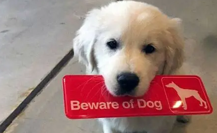“内有恶犬,往来小心!” 铲屎官一看乐了:这样的恶犬请给我来一打 “内有恶犬,往来小心!” 铲屎官一看乐了:这样的恶犬请给我来一打