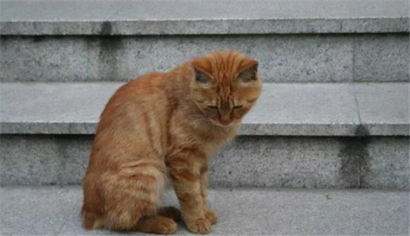 为什么有很多断尾的猫