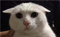 小猫的耳朵像什么?