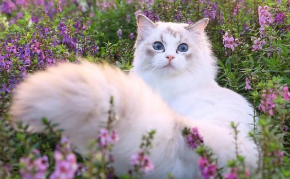 母猫头胎一般生几只
