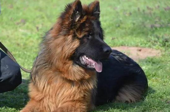 长毛黑背犬好吗 长毛黑背犬好吗