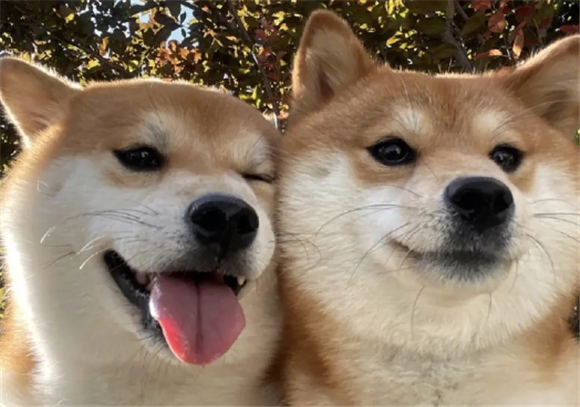 配狗要多久多少时间