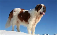 十大温顺巨型犬