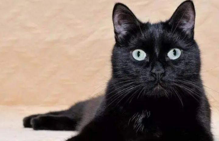梦见黑猫是什么预兆女性