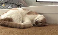母猫抑郁症的表现
