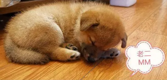 小狗在柴犬夫妻的悉心照顾下,都已经长大,太可爱了 小狗在柴犬夫妻的悉心照顾下,都已经长大,太可爱了