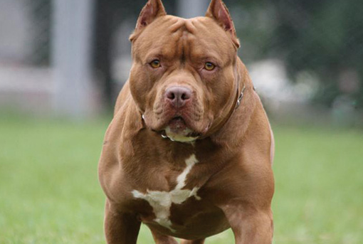 禁养犬名单