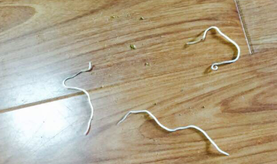 狗拉出来一条白色的长长的虫子