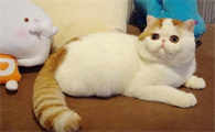 外来种短毛猫能活多久