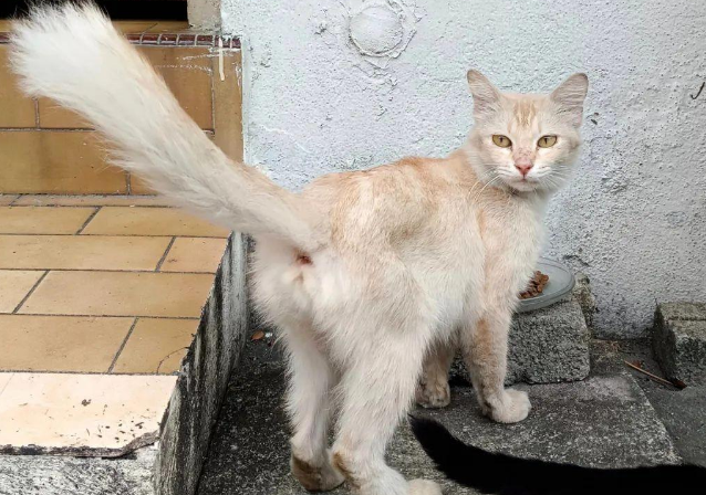 遇见长毛流浪猫,骨瘦如柴,有脖圈痕迹,如果没被弃养一定超美! 遇见长毛流浪猫,骨瘦如柴,有脖圈痕迹,如果没被弃养一定超美!