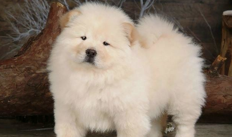 绣球犬长大后的图片