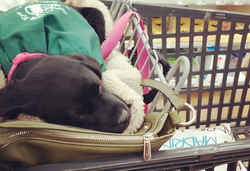 萌翻的童工小服务犬正在接受训练 萌翻的童工小服务犬正在接受训练