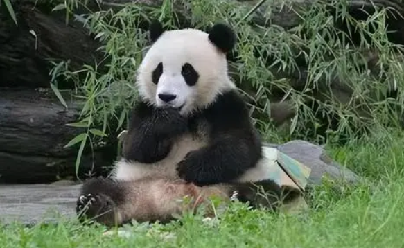 科普篇之大熊猫的生活环境和生活方式 科普篇之大熊猫的生活环境和生活方式