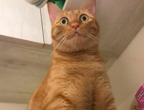 刚捡回来时是只瘦弱小猫，长大后成大胖橘，主人这是把猫当猪养