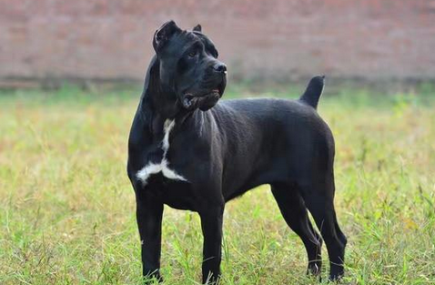卡斯罗犬厉害吗