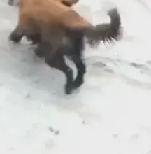 狗狗去臭水沟滚泥浆，全身脏臭，主人看到直接崩溃！