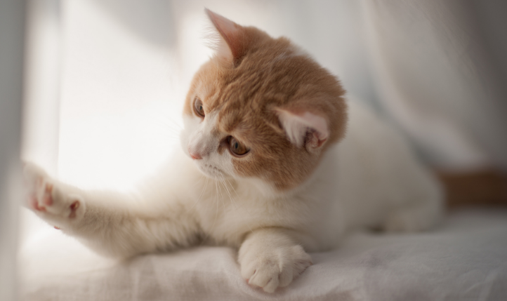 灭野猫什么药最有效