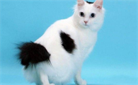 日本三大名猫