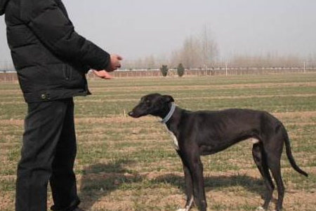 灵提犬跟格力犬的区别 灵提犬跟格力犬的区别