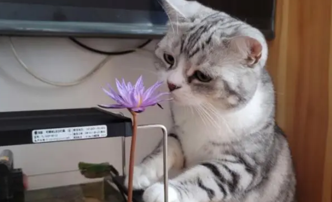 睡莲对猫有毒吗 睡莲对猫有毒吗