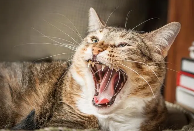 猫怎么叫