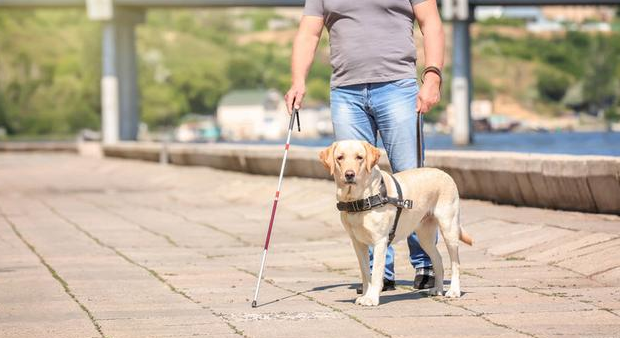 主人和导盲犬稿件 主人和导盲犬稿件