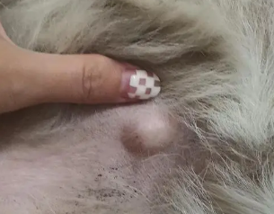 狗身上有个小鼓包硬的 狗身上有个小鼓包硬的