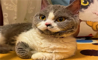 晚上回家一只猫跟着上楼