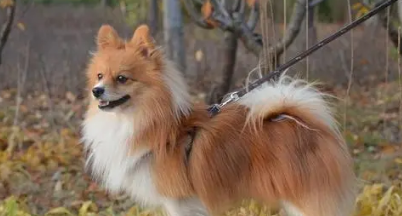 意大利狐狸犬有金色的吗？
