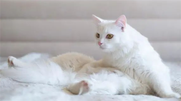 “猫咪极速杀手”肥厚型心肌病，一爪子就让主人崩溃了