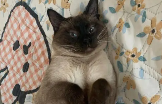 为什么叫逻辑猫 为什么叫逻辑猫