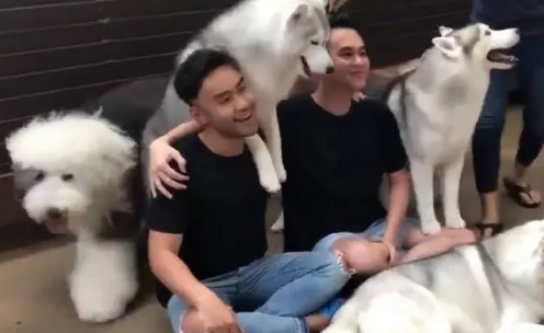 哈士奇不仅不犯二,还知道摆造型拍照,网友直呼太萌太可爱 哈士奇不仅不犯二,还知道摆造型拍照,网友直呼太萌太可爱