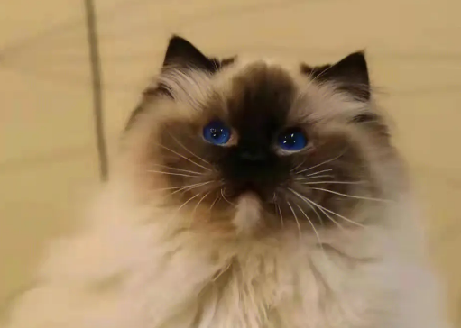 无意中把猫踩死了 无意中把猫踩死了