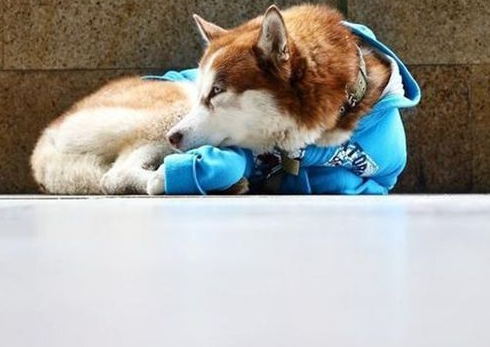 哈士奇被拴在街边多日,以为它被抛弃了,主人解释:治病呢 哈士奇被拴在街边多日,以为它被抛弃了,主人解释:治病呢