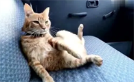 猫坐客车放行李仓会死吗