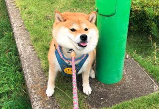 柴犬和主人出门度假, 回家时愁坏主人,柴犬: 本狗子不想回家! 柴犬和主人出门度假, 回家时愁坏主人,柴犬: 本狗子不想回家!