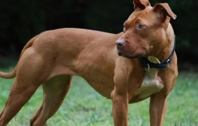 比特犬藏獒都不是东北虎对手,如果比特犬藏獒联手呢?结果真意外 比特犬藏獒都不是东北虎对手,如果比特犬藏獒联手呢?结果真意外
